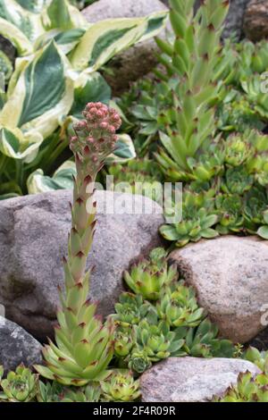 Blühende immergrüne Bodendeckenpflanze Sempervivum bekannt als Houseleek in Steingarten, vertikales Bild Stockfoto