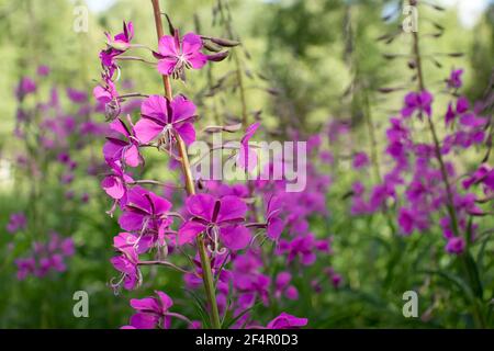 Blühendes Feuerkraut bekannt als blühende sally in einer Sommerwiese. Stockfoto