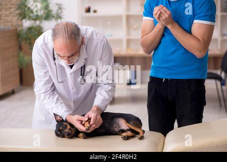 Alter Tierarzt untersucht Hund in der Klinik Stockfoto