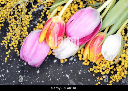 Mimosa und bunte Tulpen auf dunkelschwarzem Holzhintergrund Stockfoto