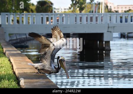 Brown Pelican, der offizielle Vogel von St. Petersburg, Florida, macht sich bereit, in Wasser am Demens Landing Historical Landmark auf Pinellas Trail zu tauchen. Stockfoto