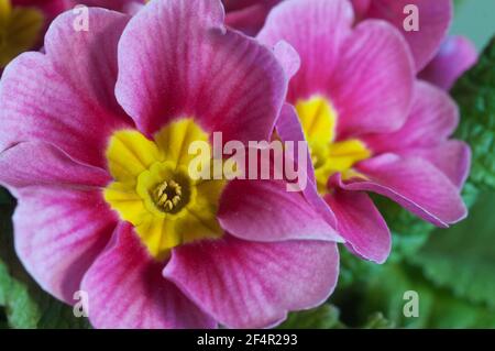 Gewöhnliche Primrose Blumen, Nahaufnahme, lokaler Fokus Stockfoto