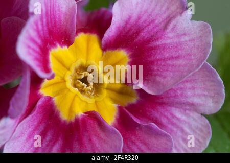 Gewöhnliche Primrose Blumen, Nahaufnahme, lokaler Fokus Stockfoto