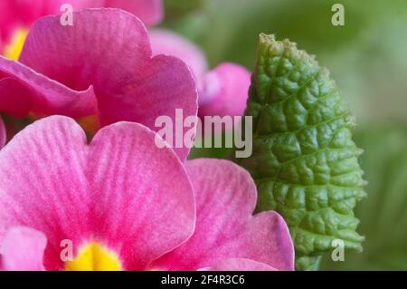 Gewöhnliche Primrose Blumen, Nahaufnahme, lokaler Fokus Stockfoto