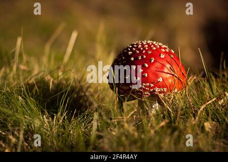 Pilz Boletus auf in der Natur. Herbstpilze. Pilz Amanita Pilz in seinem Lebensraum. Pilz Boletus edulis auf natürlichem Hintergrund, clos Stockfoto