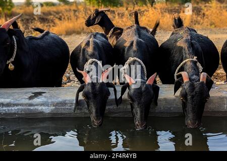 Blick auf drei Ziegen Trinkwasser am Abend Stockfoto