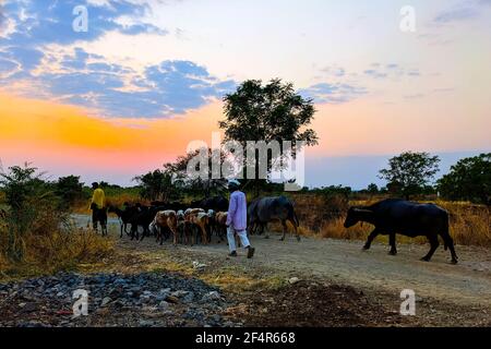 Tiere mit Shepard's nach Hause gehen am Abend, Shingadgaon, Maharashtra, Indien März 14,2021 Stockfoto
