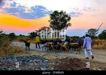 Haustiere mit Shepard's nach Hause gehen am Abend, Shingadgaon, Maharashtra, Indien März 14,2021 Stockfoto