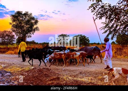 Tiere mit Shepard's nach Hause gehen am Abend, Shingadgaon, Maharashtra, Indien März 14,2021 Stockfoto