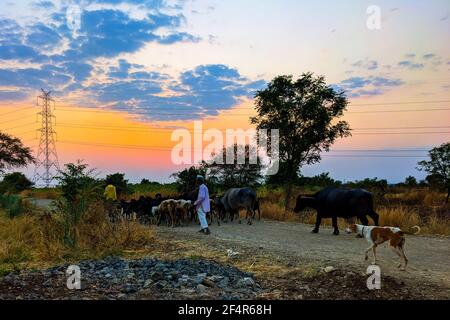 Tiere mit Shepard's nach Hause gehen am Abend, Shingadgaon, Maharashtra, Indien März 14,2021 Stockfoto