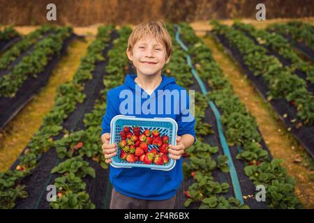 Glücklicher Junge auf Bio-Erdbeerfarm im Sommer, Erdbeeren pflücken Stockfoto