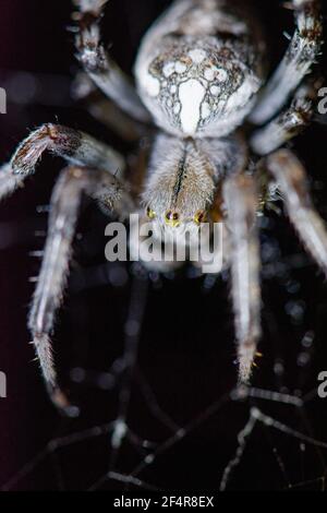 Große Spinne araneus diadematus close-up sitzt auf einem Spinnennetz An einer Sommernacht Stockfoto