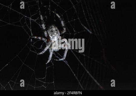 Große Spinne araneus diadematus close-up sitzt auf einem Spinnennetz An einer Sommernacht Stockfoto