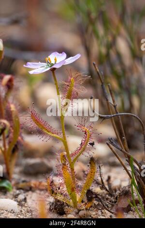 Makrobild der fleischfressenden Pflanze Drosera cistiflora, gesehen in natürlichem sandigen Lebensraum im Cederberg Moutains bei Clanwilliam, Südafrika Stockfoto