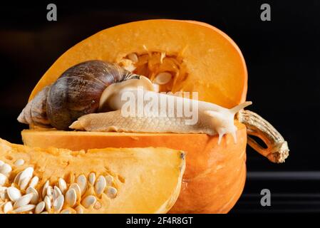 Schöne Riesenschnecke Achatina fulica kriechen auf reifen rohen Orange Kürbis auf schwarzem Hintergrund Stockfoto