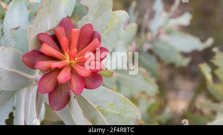 Rote Blume des Sugarbush Protea nitida im natürlichen Habtat, gesehen in den Cederberg Bergen im westlichen Kap von Südafrika Stockfoto