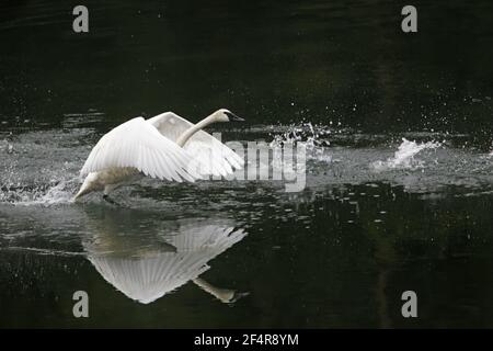 Trumpeter Swan - Abheben am FlussCygnus Buccinator Yellowstone National Park Wyoming. USA BI024951 Stockfoto