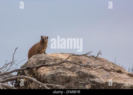 Procavia capensis (Cape Hyrax) im Cederberg bei Clanwilliam im westlichen Kap von Südafrika Stockfoto