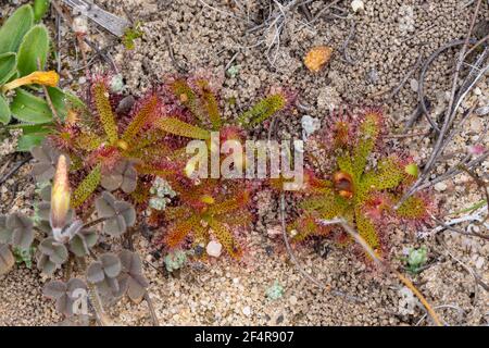 Einige Rosetten der fleischfressenden Pflanze Drosera variegata, die im sandigen Lebensraum im nördlichen Cederberg bei Clanwilliam, Südafrika, gesehen wurde Stockfoto