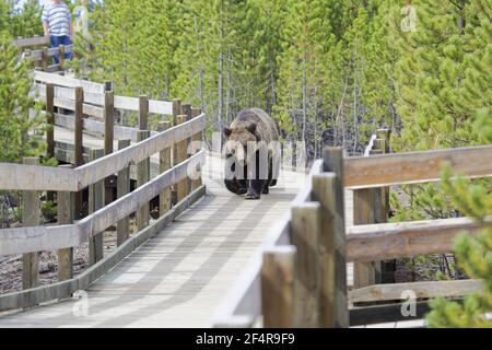 Grizzly (Brown) Bear - Spaziergang entlang der Promenade Ursus Arctos horribilis Yellowstone National Park Wyoming. USA MA002606 Stockfoto