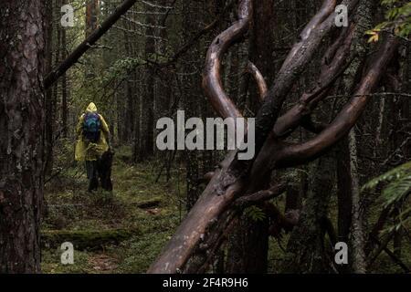 Tourist in Regenmantel mit Rucksack Spaziergänge entlang der Jagd im wilden Herbstwald.Regen, düsteren Wald mit umgestürzten Bäumen.Abenteuer-Konzept.Reisen allein Stockfoto