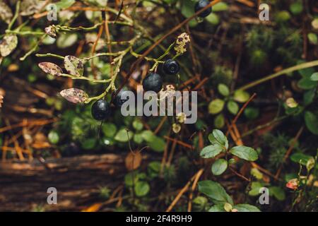Reife Heidelbeeren im Herbstwald. Erntezeit für wilde Heidelbeeren. Dunkler natürlicher Hintergrund. Stockfoto