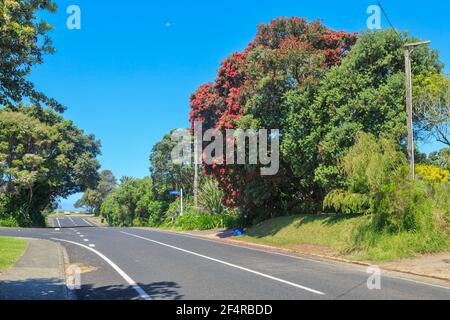 Ein mit roten Sommerblüten bedeckter Pohutukawa-Baum neben der Straße in die kleine Küstenstadt Whiritoa, Neuseeland Stockfoto