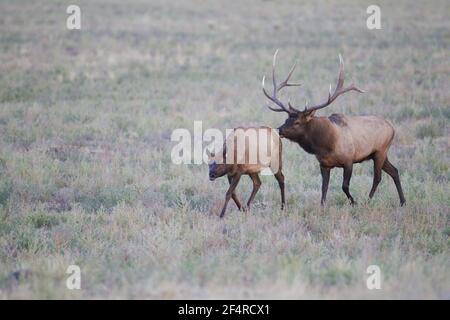 Elch - Hirsch mit Hinden in der Stadt MammothCervus canadensis Yellowstone National Park Wyoming. USA MA002864 Stockfoto