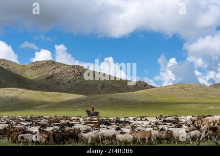 Baruuntunuun, Mongolei - 8. August 2019: Bunte Steppe und Wüste mit Ziegenherde mit Hirtenhirten auf dem Pferd, Hügel und Berge in der Mongolei. Stockfoto