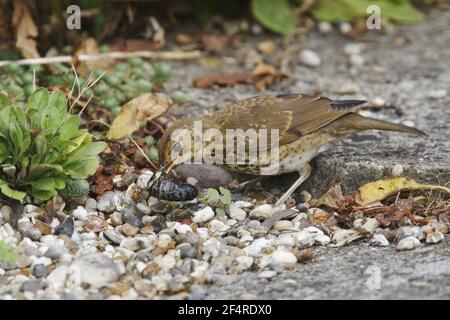 Song Thrush - Jungtiere essen Schnecke im GartenTurdus philomelos Essex, UK BI024999 Stockfoto