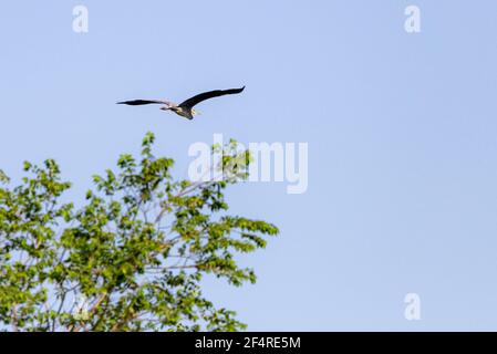 Graureiher oder Ardea cinerea im Flug am Himmel. Stockfoto