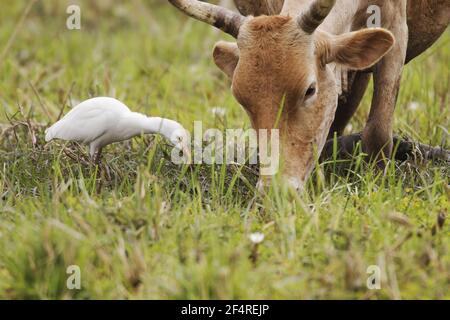 Kuhreiher - mit Vieh Bulbulcus Ibis Gambia, Westafrika BI025107 Stockfoto