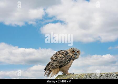 Eine Adlereule sitzt auf dem Rücken eines Daches. Vogel schaut zurück, die orangefarbenen Augen starren auf dich. Schöner blauer Himmel mit Wolken im Hintergrund. Zusammengesetzt Stockfoto