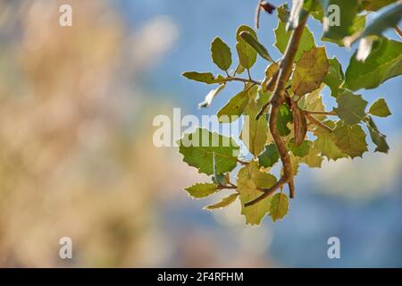 Makroansicht der Blätter eines Baumes in einem blühenden Wald mit dem Hintergrund aus dem Fokus. Natürliche Texturen mit Bokeh, horizontaler Aufnahme. Stockfoto