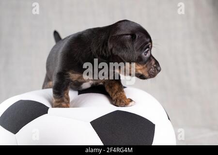 Jack Russell Terrier Welpe liegt auf einem weichen weißen mit schwarzem Spielzeugball, 5 Wochen alten brindle Hund. Selektiver Fokus auf die Augen Stockfoto