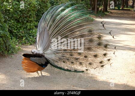 Hinter Ansicht eines Pfauenmännchens mit Federn auf Ein sonniger Tag in einem Park Stockfoto