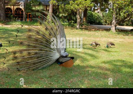 Hinter Ansicht eines Pfauenmännchens mit Federn aus schützenden Weibchen und kleine Pfauen in einem Park Stockfoto