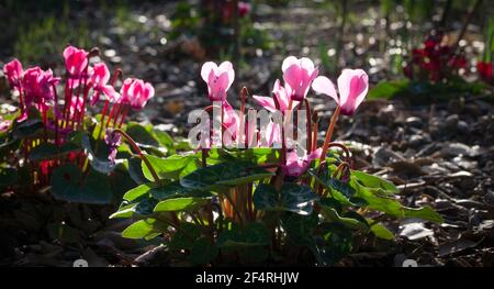 Rosa Cyclamen blüht im Frühling, in einem Sonnenstrahl in Südfrankreich Stockfoto