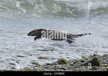 Otter läuft über den Strand in Richtung Meer Lutra lutra Shetland, UK MA002396 Stockfoto