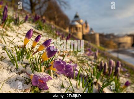 Krokusse blühen auf der Hoken Terrace in Stettin, Polen Stockfoto