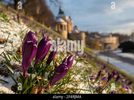 Krokusse blühen auf der Hoken Terrace in Stettin, Polen Stockfoto