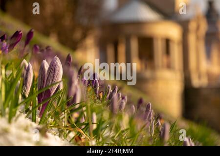 Krokusse blühen auf der Hoken Terrace in Stettin, Polen Stockfoto