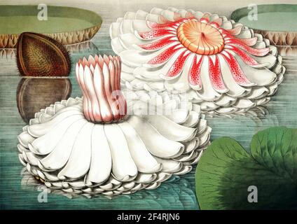 Wasserlilie von William Sharp's The Great Water Lily of Amerika Stockfoto