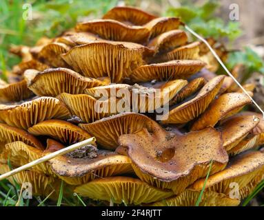 Riesiger Stapel rot-orange-brauner Pilzpilzteller mit freiliegenden Kiemen, die als Pilzpyramide aufeinander wachsen Stockfoto