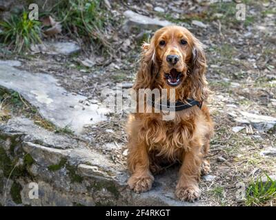 Junge Cocker Spaniel Hundeportrait beim Wandern im Freien Stockfoto