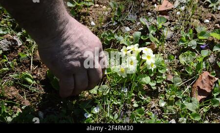 Gärtner Pflanzen Blume, bereitet Loch und setzt Blume in den Boden - aus nächster Nähe Stockfoto