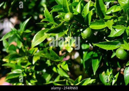 Üppiger Zitronenbaum mit glänzenden Blättern und wachsenden Zitronen Schattierungen von Grün Stockfoto