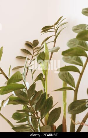 Zamioculcas zamiifolia lässt selektiv fokussierte Fotos aus der Nähe, die auch als Dollarbaum bekannt sind. Natürliches grünes Laub Hintergrund. Stockfoto