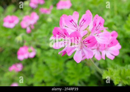 Pelargonium 'Pink Capitatum'. Geranie mit Rosenduft. Rosa Blütenpelargonium Stockfoto