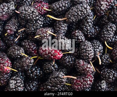 Frische Maulbeeren Hintergrund. Textur Maulbeeren Nahaufnahme. Hintergrund von schwarzen Beeren. Verschiedene frische Sommerfrüchte. Hintergrund von Maulbeeren. Antivira Stockfoto